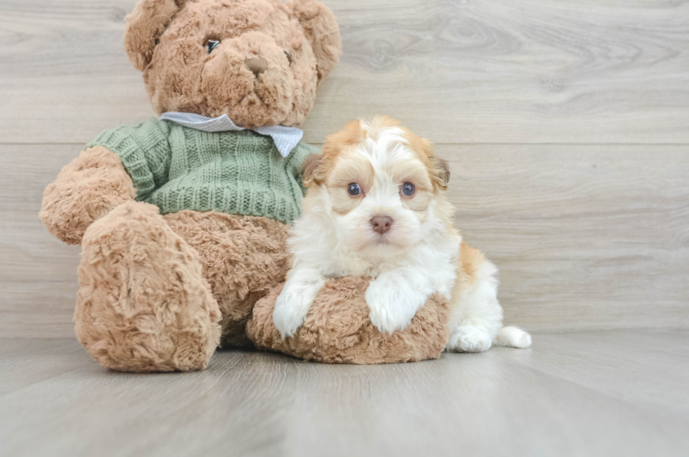 5 week old Havanese Puppy For Sale - Premier Pups