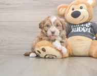 7 week old Havanese Puppy For Sale - Premier Pups