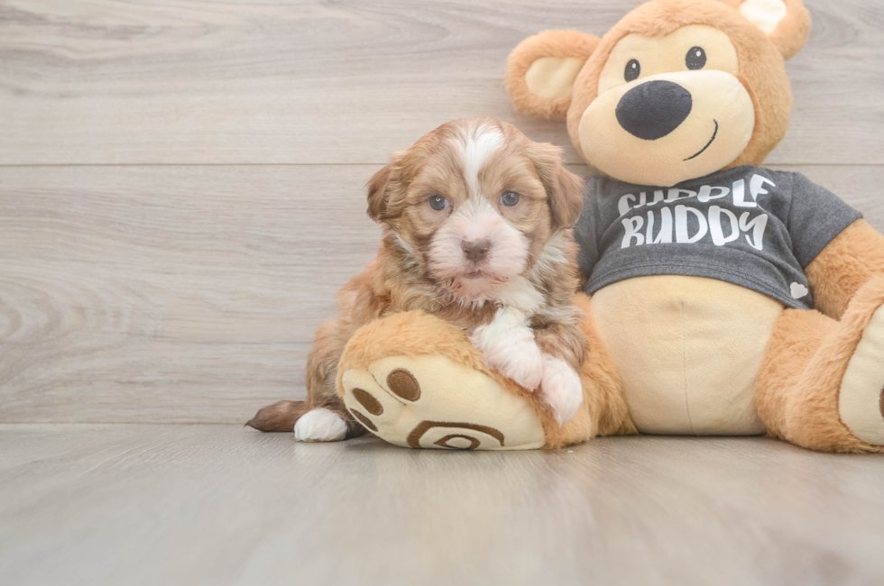 5 week old Havanese Puppy For Sale - Premier Pups