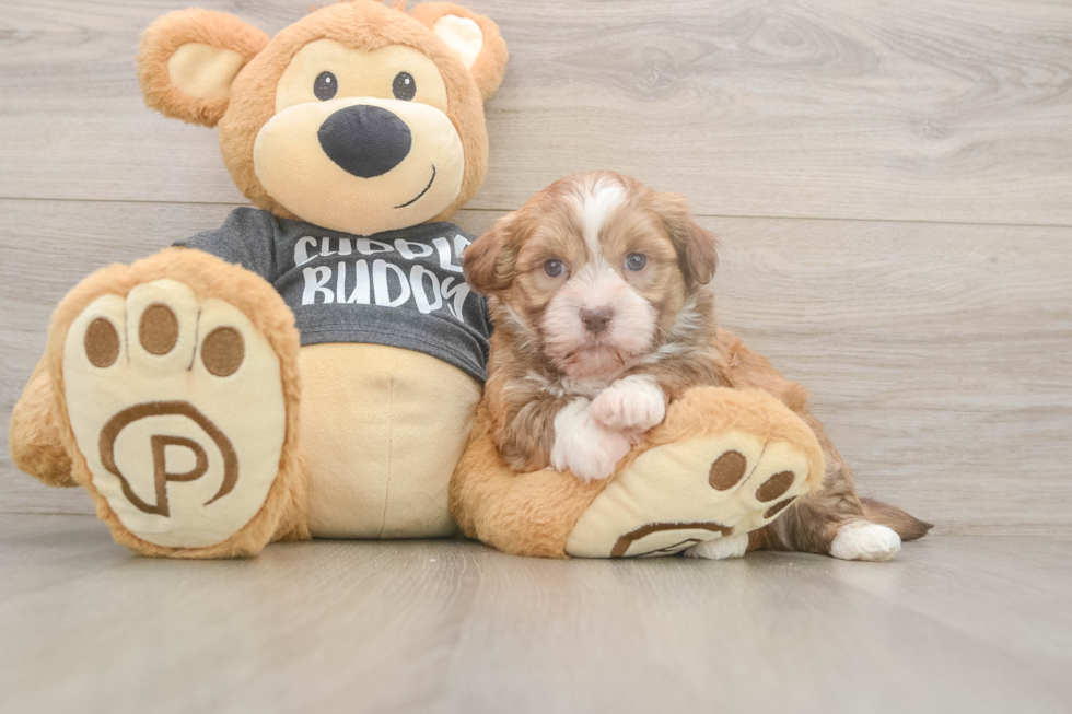 Funny Havanese Purebred Pup