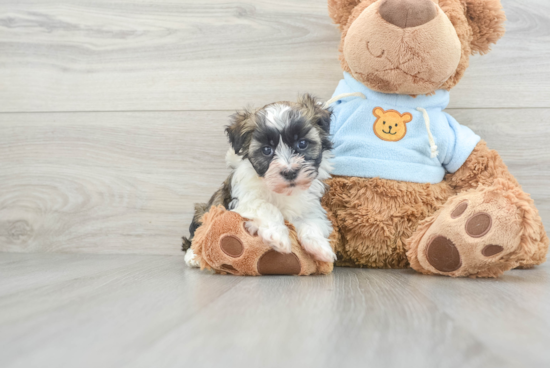 Petite Havanese Purebred Puppy