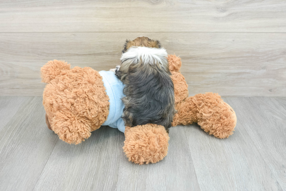 Hypoallergenic Havanese Purebred Pup