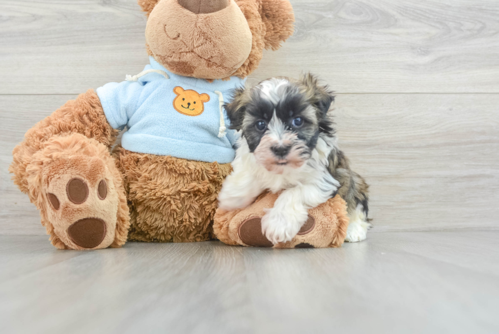 Friendly Havanese Baby