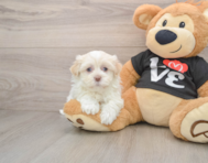 5 week old Havanese Puppy For Sale - Premier Pups