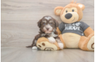 Best Havanese Baby