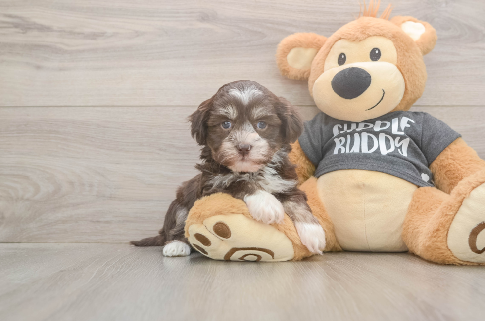 5 week old Havanese Puppy For Sale - Premier Pups