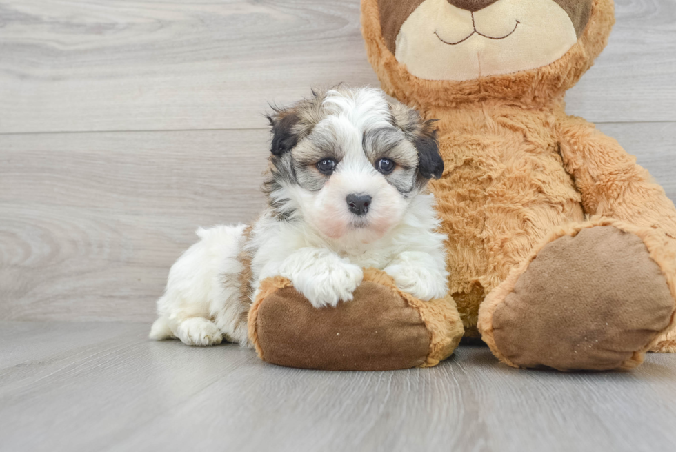 Happy Havanese Purebred Puppy