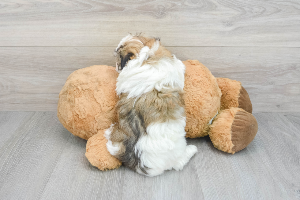 Fluffy Havanese Purebred Puppy