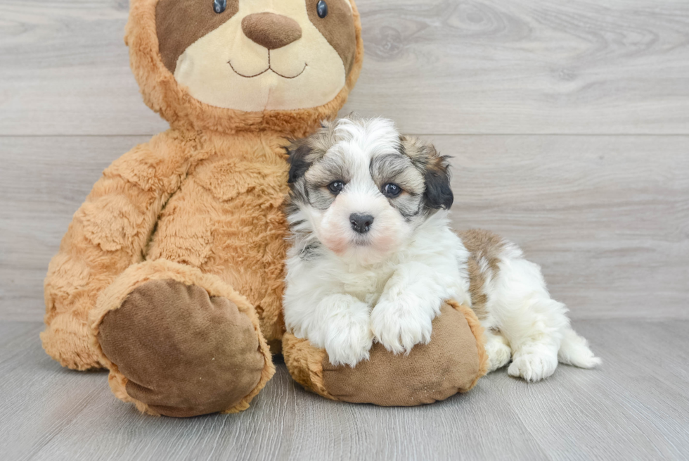 Best Havanese Baby