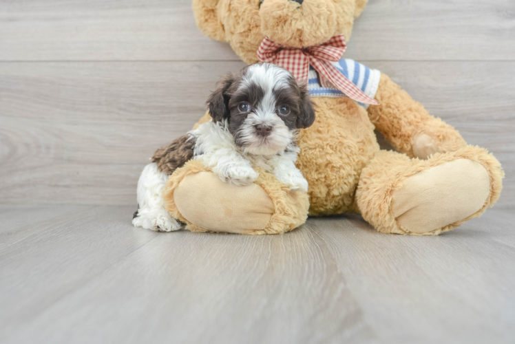 Playful Havanese Baby