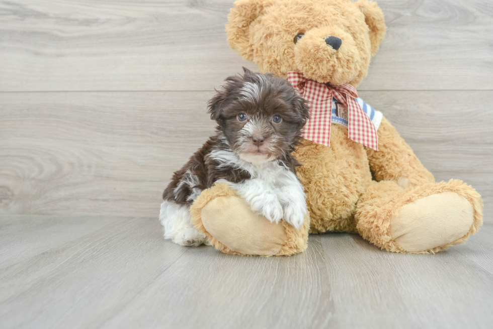 Havanese Puppy for Adoption