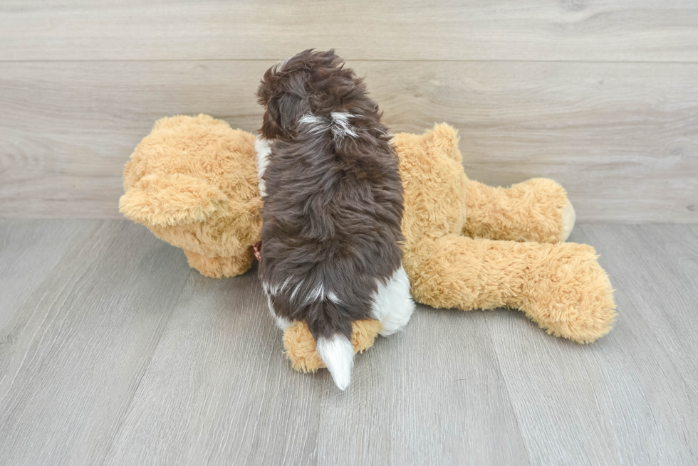 Havanese Pup Being Cute