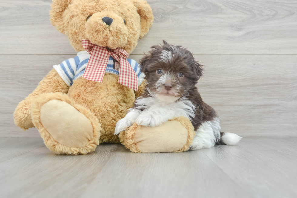 Little Havanese Purebred Pup