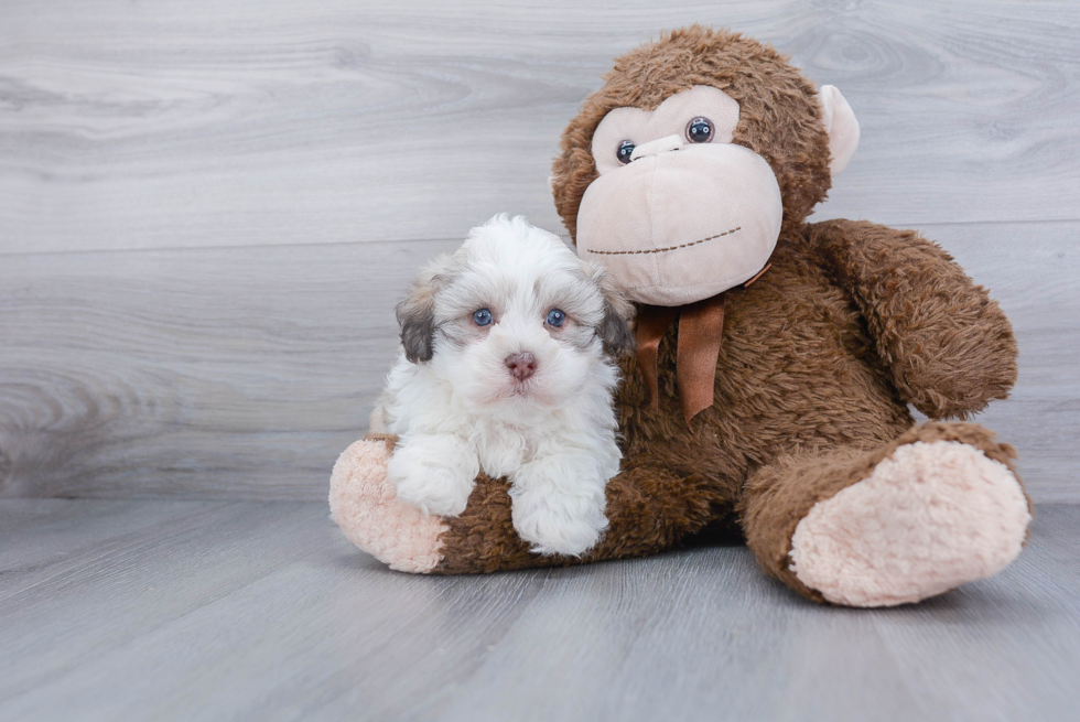 Havanese Puppy for Adoption