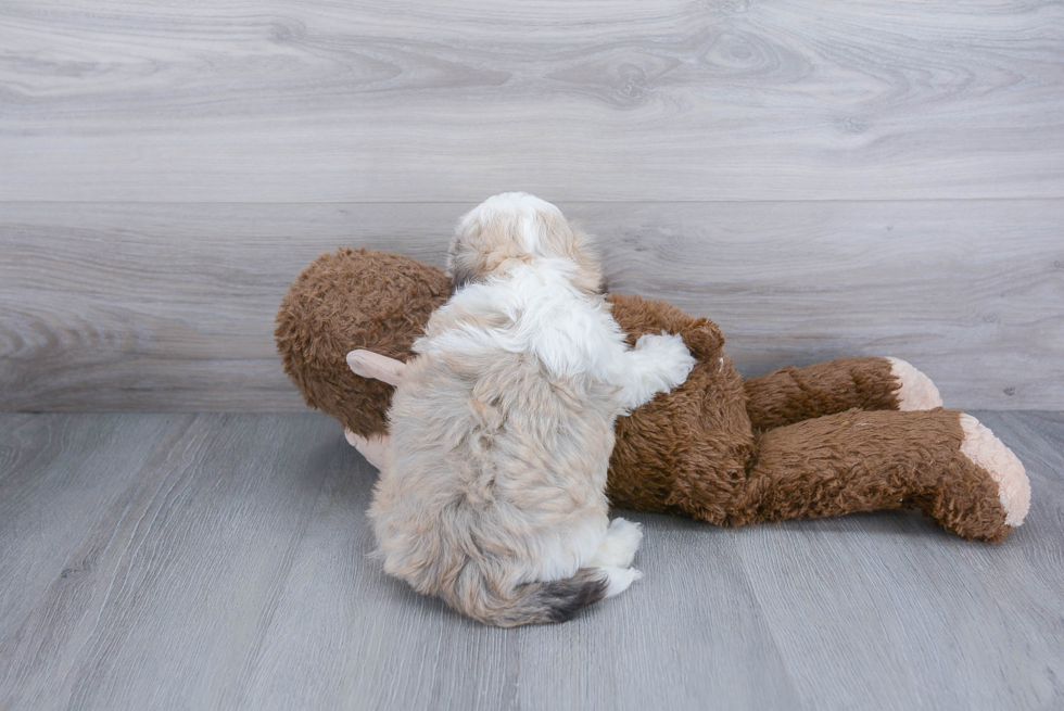 Best Havanese Baby