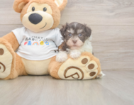 6 week old Havanese Puppy For Sale - Premier Pups