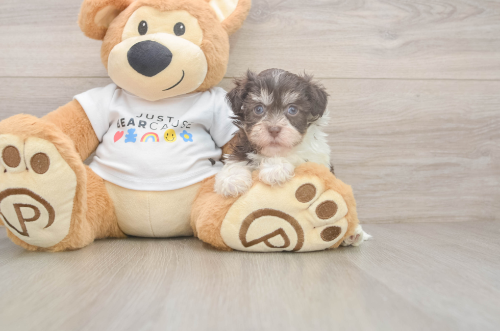 6 week old Havanese Puppy For Sale - Premier Pups