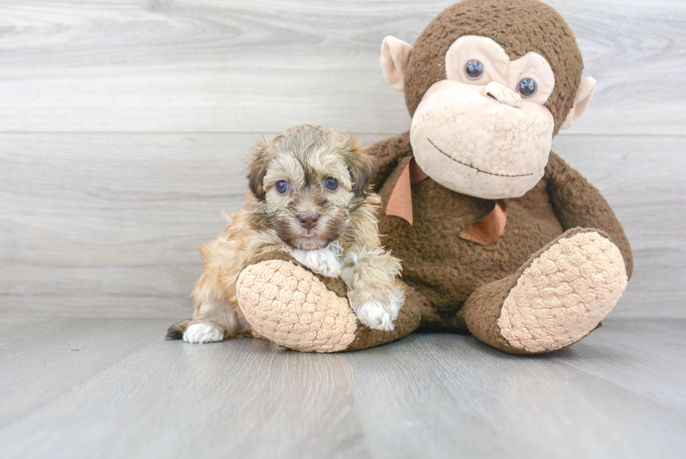 Havanese Puppy for Adoption