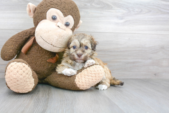 Smart Havanese Purebred Puppy