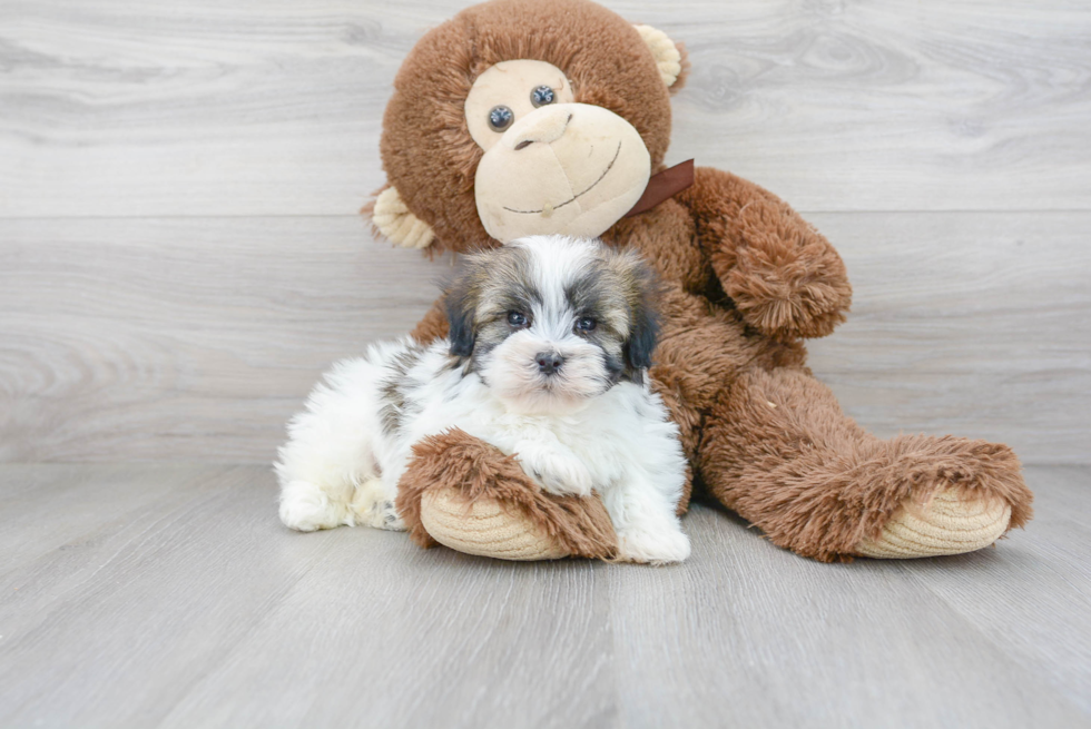 Havanese Pup Being Cute