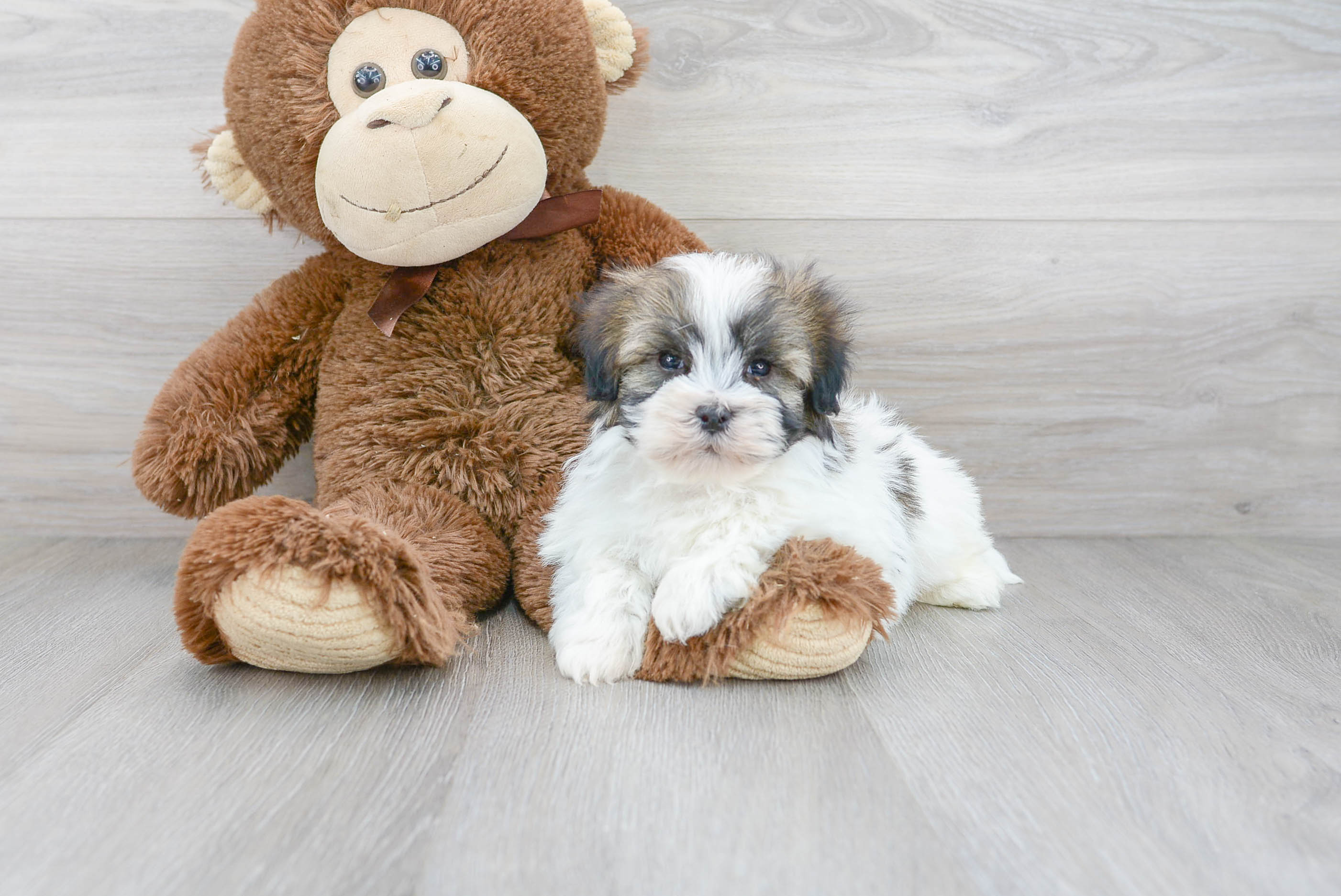 Hypoallergenic Havanese Baby