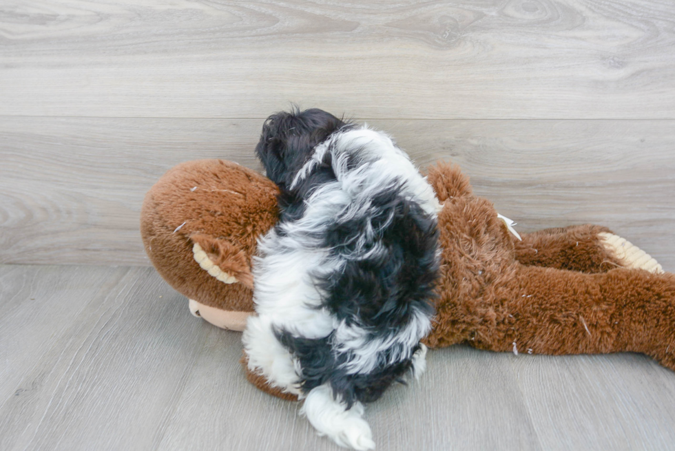 Friendly Havanese Baby