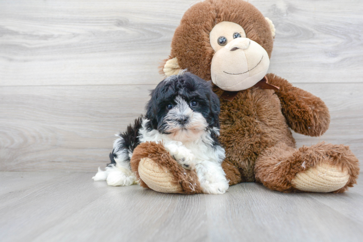 Funny Havanese Baby