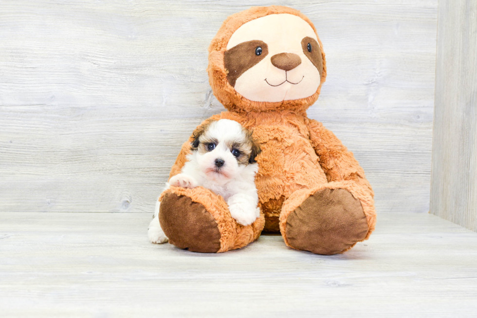 Fluffy Havanese Purebred Puppy