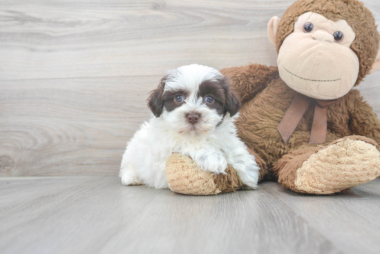 Hypoallergenic Havanese Baby