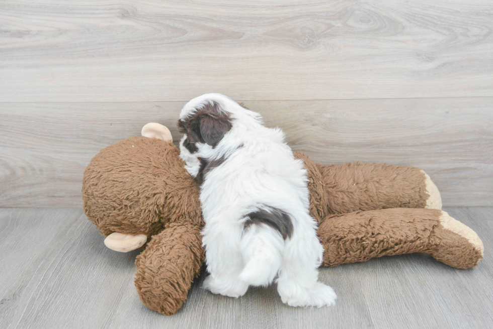 Havanese Puppy for Adoption