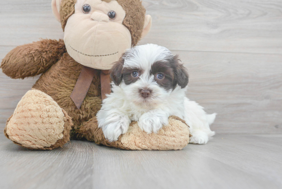 Funny Havanese Baby