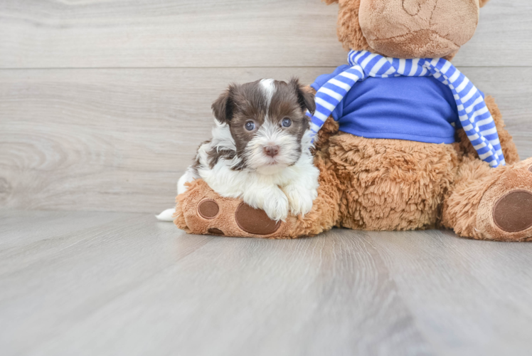 Havanese Pup Being Cute