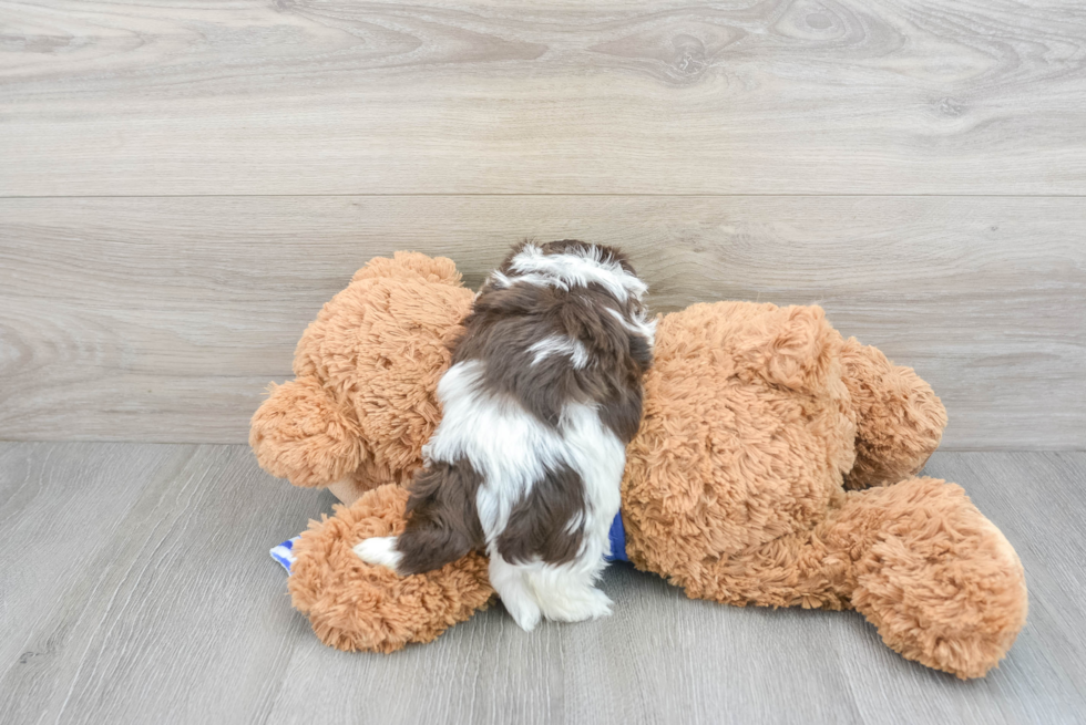 Best Havanese Baby