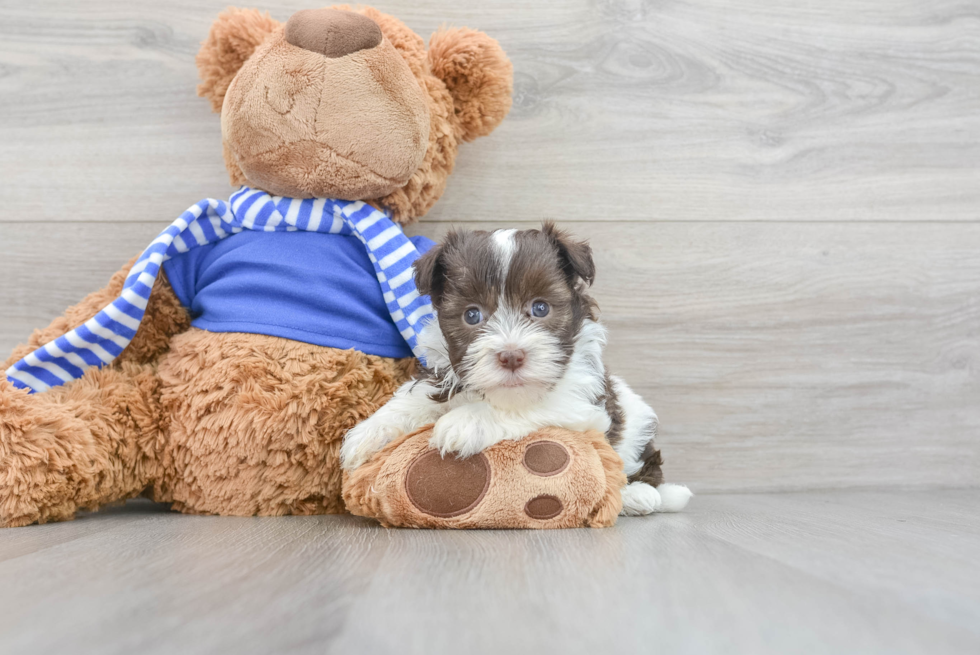 Akc Registered Havanese Purebred Pup