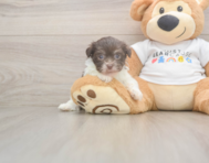 7 week old Havanese Puppy For Sale - Premier Pups