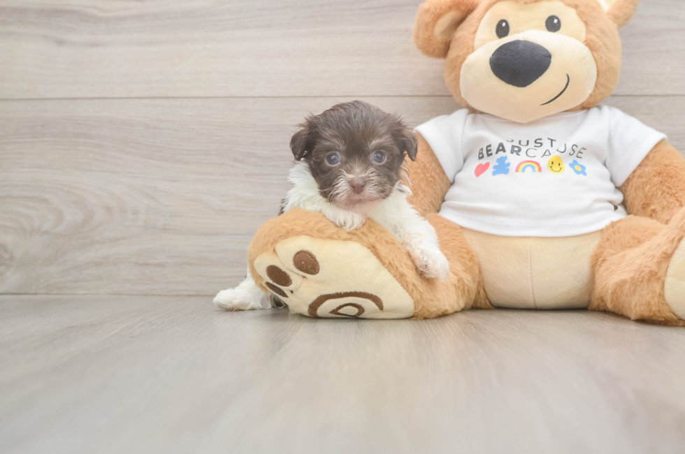 6 week old Havanese Puppy For Sale - Premier Pups