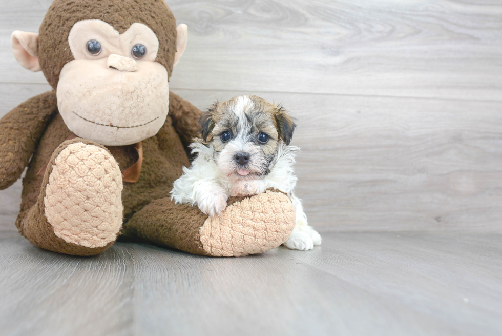 Havanese Puppy for Adoption