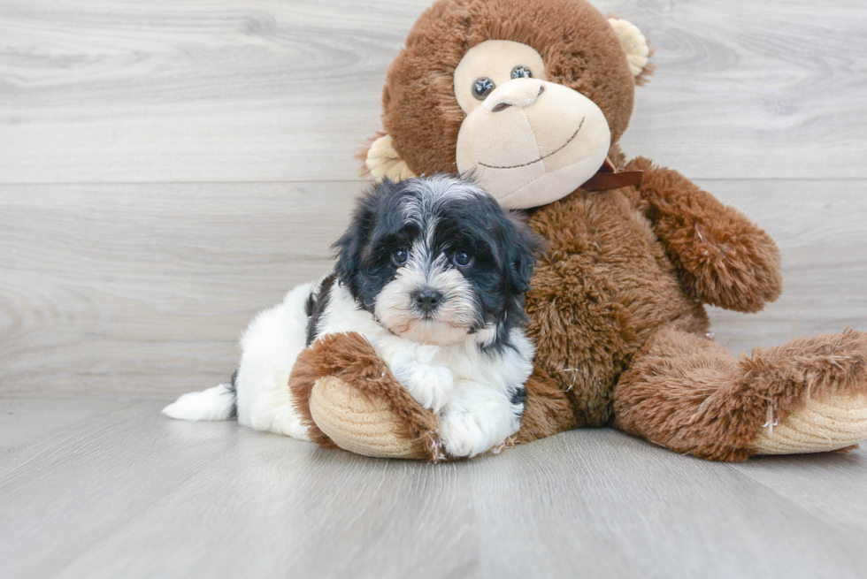 Havanese Puppy for Adoption