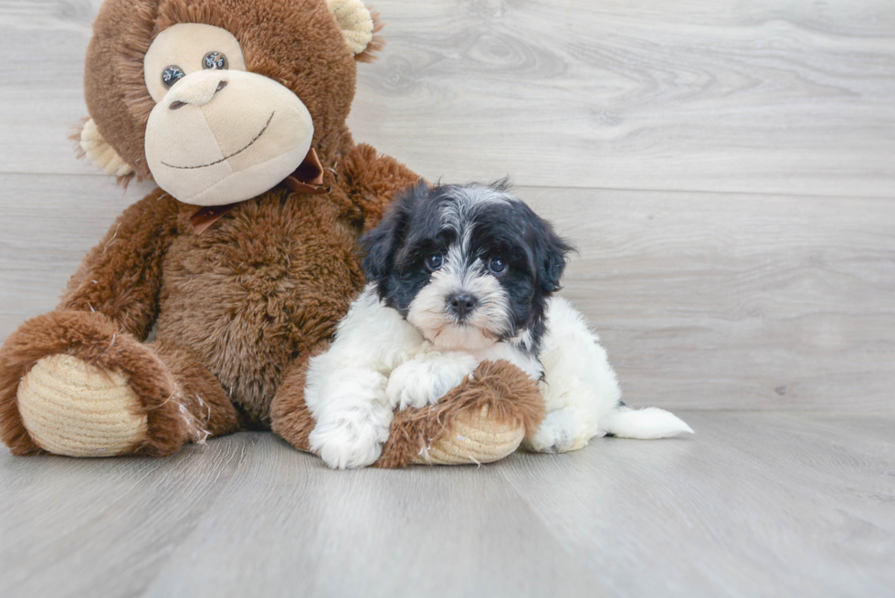 Havanese Puppy for Adoption