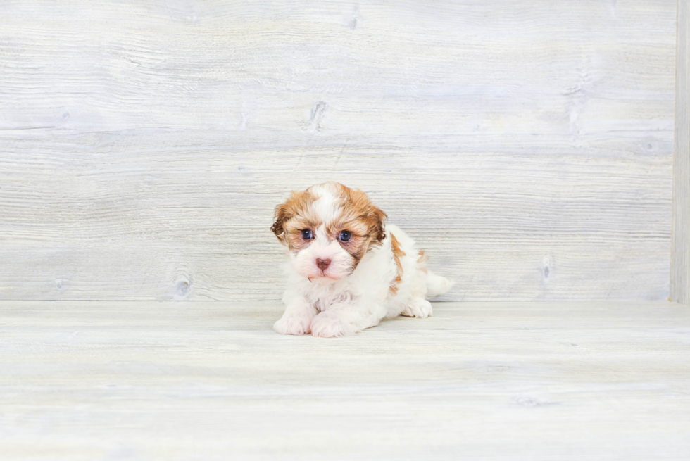 Popular Havanese Baby