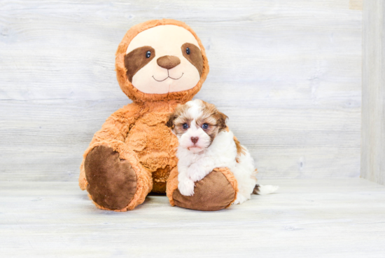 Havanese Pup Being Cute