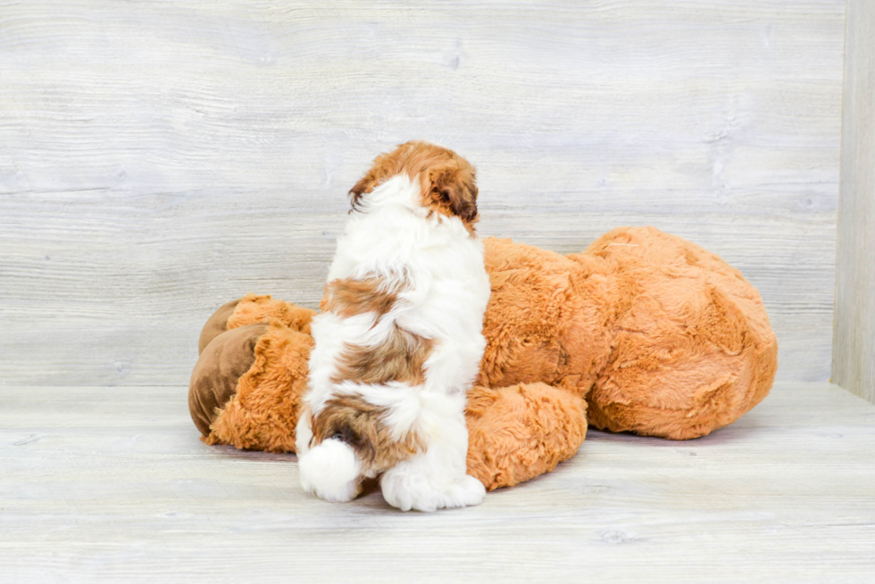 Funny Havanese Purebred Pup