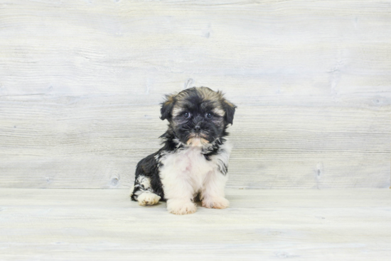 Best Havanese Baby