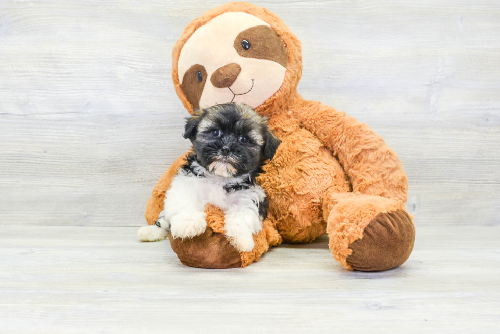 Friendly Havanese Purebred Pup