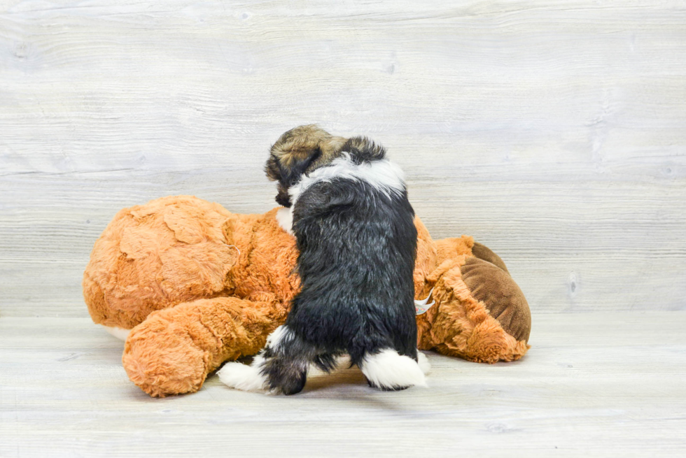 Akc Registered Havanese Baby