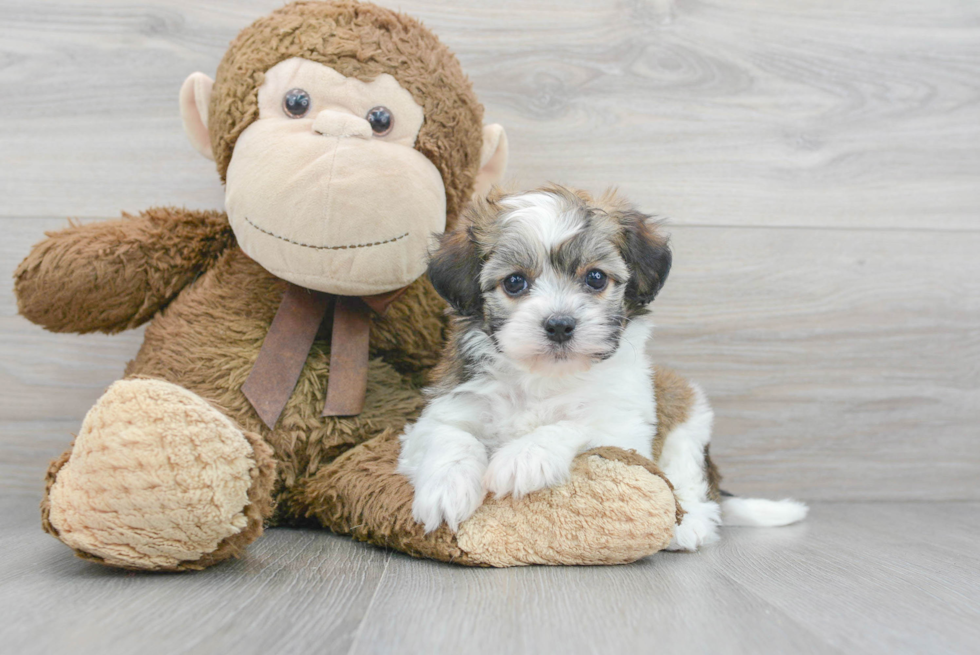 Popular Havanese Baby