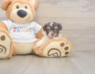 9 week old Havanese Puppy For Sale - Premier Pups