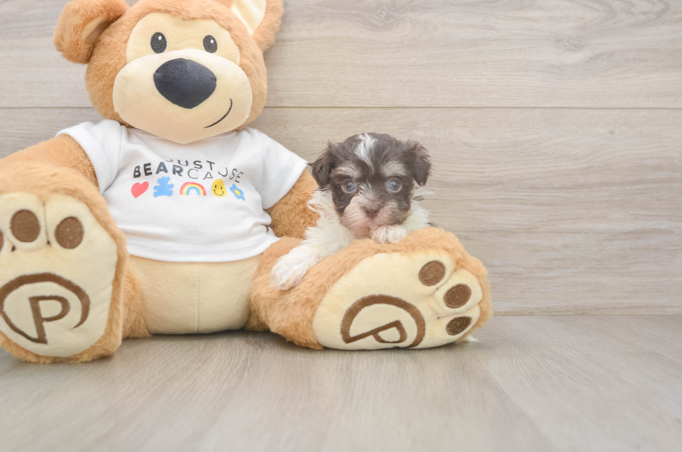 8 week old Havanese Puppy For Sale - Premier Pups