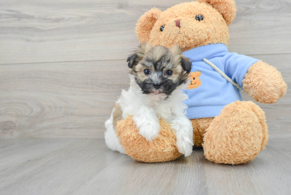 Havanese Pup Being Cute