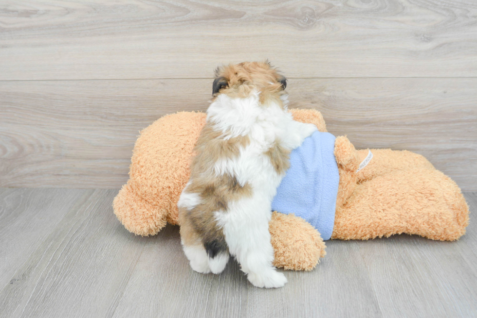 Little Havanese Purebred Pup